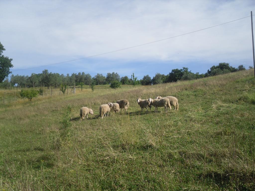 Agriturismo Fattoria Poggio Boalaio Villa Orvieto Luaran gambar