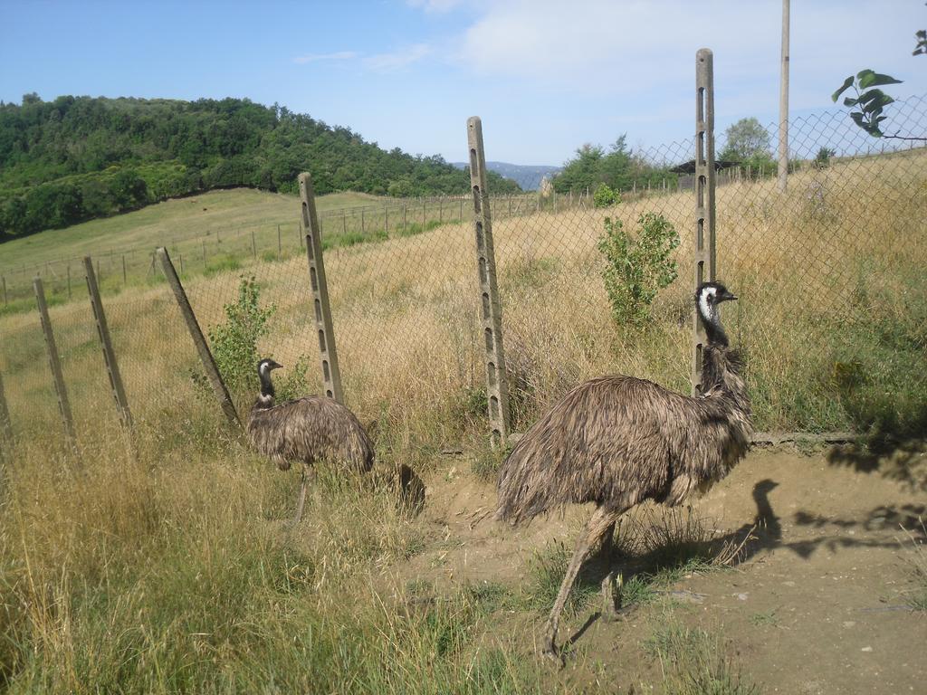 Agriturismo Fattoria Poggio Boalaio Villa Orvieto Luaran gambar