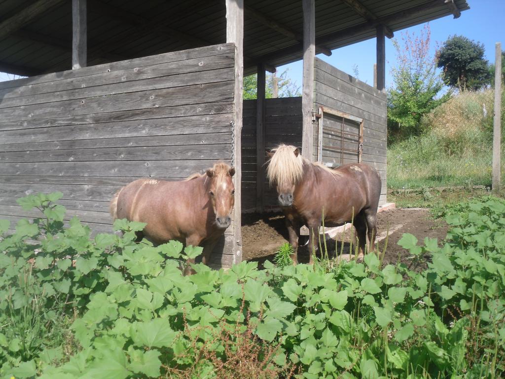 Agriturismo Fattoria Poggio Boalaio Villa Orvieto Luaran gambar