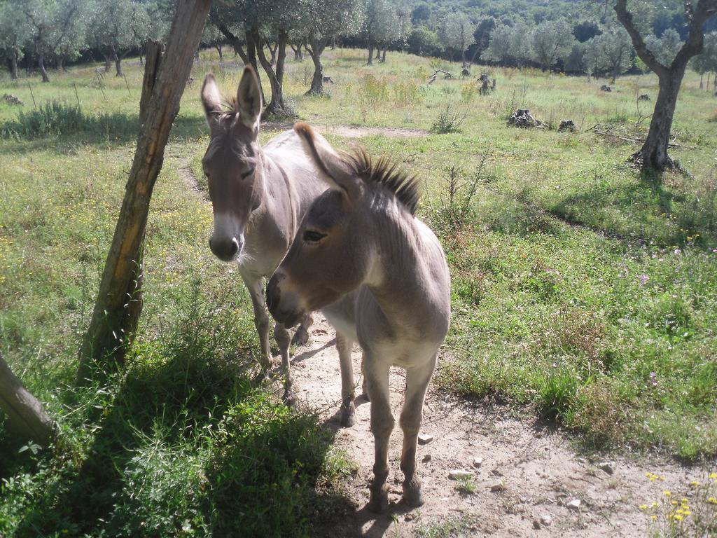 Agriturismo Fattoria Poggio Boalaio Orvieto Luaran gambar