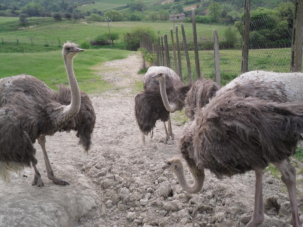 Agriturismo Fattoria Poggio Boalaio Villa Orvieto Luaran gambar